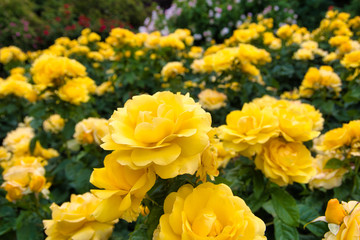 Yellow rose flower in a rose garden