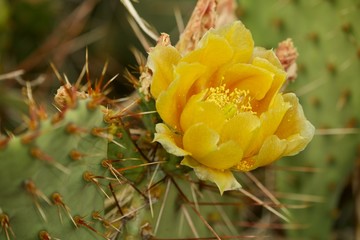 cactus rose
