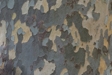 Natural surface texture of tree bark. Background pattern. Horizontal orientation.