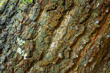 Texture of rugged tree trunk. Brown tree wood background with details. Rough material.