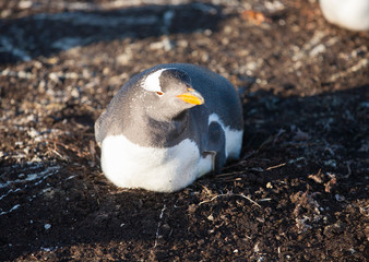 gentoo penguin sitting on eggs in the late afternoon sun on sea lion island, falklands islands