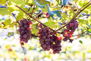 Bunches of red grapes (Rosada) from Vineyard. Grape harvest.