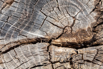 Grayish Old Weathered Cracked Wood Texture