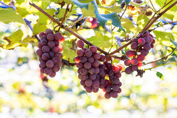 Bunches of red grapes (Rosada) from Vineyard. Grape harvest.