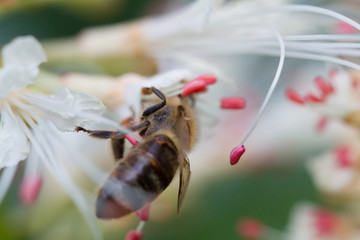 Biene Blume Makro