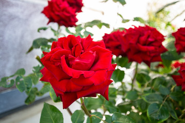 Rose Ingrid Bergman am Circus in der Rosenstadt Putbus, Rügen