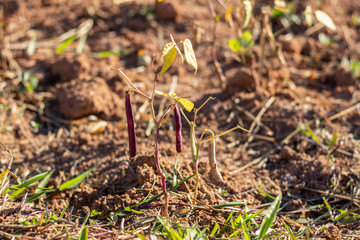 green bean plantation on the farm