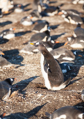  a gentoo penguin sitting on its egg amongst a colony of gentoos sea lion island, falkland islands