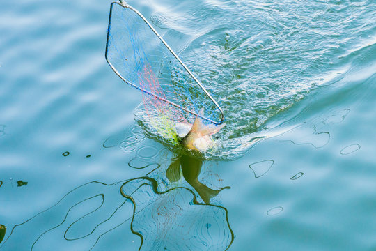 Fishing, Pulling Fish Out Of The Water