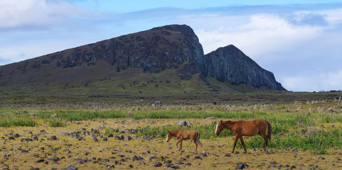 Naklejka premium Brown foal and its mother wander around the grassfields by Rano Raraku volcano