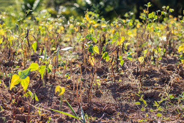 green bean plantation on the farm