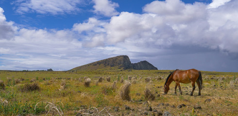COPY SPACE: Beautiful young stallion pasturing in the rugged Chilean wilderness.
