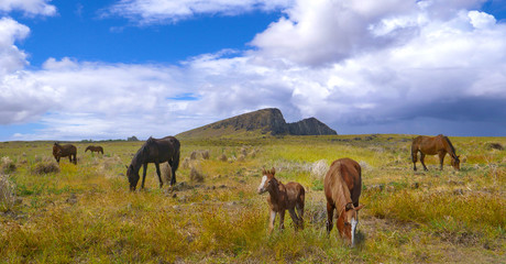 Fototapeta na wymiar Wild horses grazing in the vast meadows near the Rano Raraku volcano in Chile.