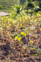 green bean plantation on the farm