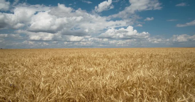 Clouds Float Across the Sky in A Wheat Field