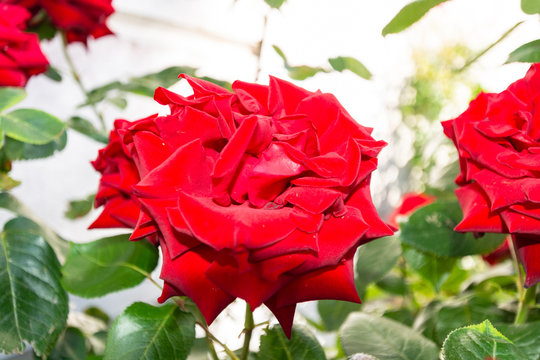 Rose Ingrid Bergman am Circus in der Rosenstadt Putbus, R&uuml;gen