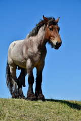 Beautiful stallion, draft horse in Zeeland, Holland.