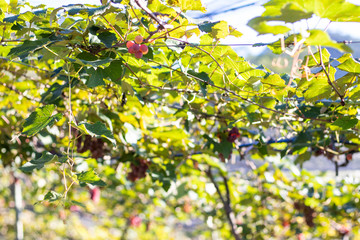 Bunches of red grapes (Rosada) from Vineyard. Grape harvest.