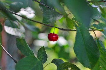 lonely red cherry hanging on a tree among green foliage