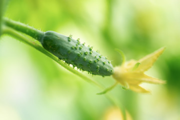 Small green cucumbers in a greenhouse