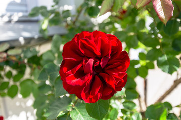 rote Rosen, am Circus in der Rosenstadt Putbus, Rügen