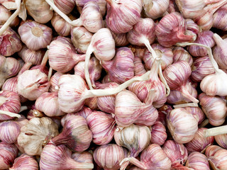 Ripe purple garlic in large quantities.
