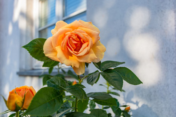  orange Rose am Circus in der Rosenstadt Putbus, Rügen