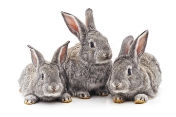Three small rabbits.