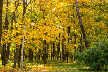 Autumn forest Yellow leaves landscape