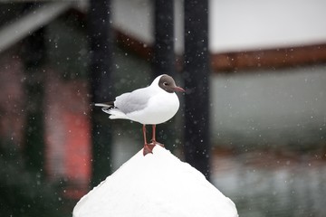 M&ouml;we auf einem Mast an der See bei Eckernf&ouml;rde mit leichtem Schneefall