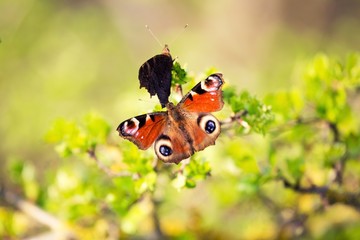 Schmetterling Tagpfauenauge im Frühsommer