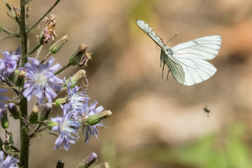 Schmetterling Baumweißling im Bayrischen Wald im Gebiet kleiner Arbersee, Sollerbach