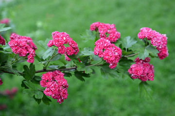 Branch with flowers of a hawthorn blood-red (Crataegus sanguinea Pall.)