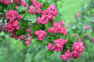 Inflorescences of a hawthorn blood-red (Crataegus sanguinea Pall.)