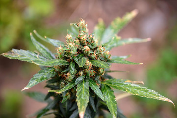 Cultivation outdoors Medical Marijuana