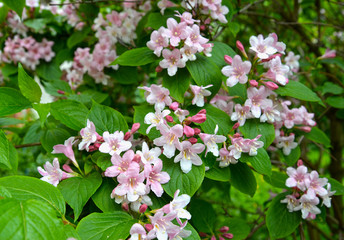 Veygela garden (Weigela Thunb.) during blossoming