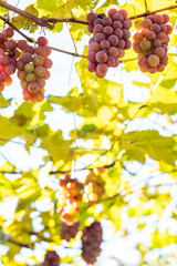 Bunches of red grapes (Rosada) from Vineyard. Grape harvest.