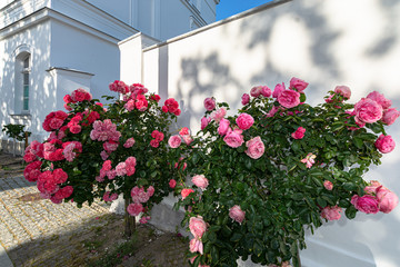 Rosa Rosenbäumchen am Circus, Putbus