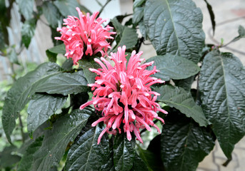 The blossoming bee balm (Monarda L.) close up