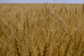 field of wheat
