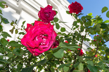 pinke Rose am Circus in der Rosenstadt Putbus, Rügen