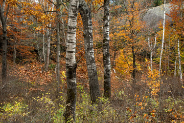 autumn in the forest Algonquin Park Ontario Canada