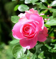 Rosen - Rosenbusch in der Farbe Rosa - Kletterrosen im Garten