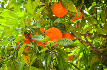 natural flowers close up within the spanish parks