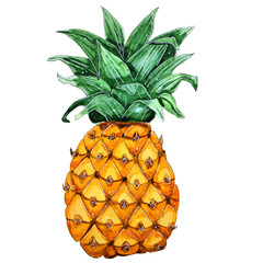 Hand painted watercolor fruit.