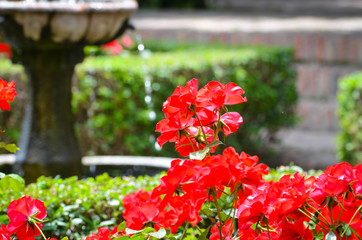 natural flowers close up within the spanish parks