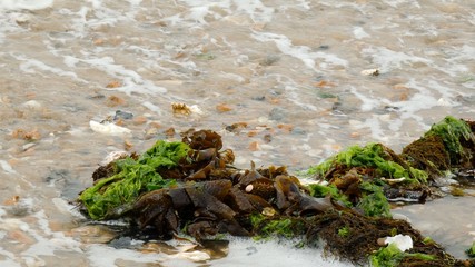 Seaweed on the Shore