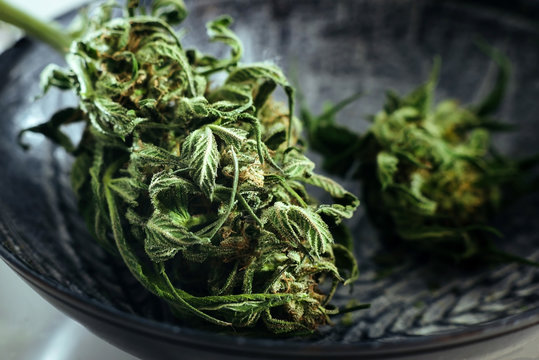 Close-up of dried medical marijuana