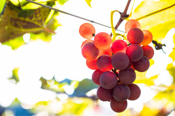 Defocused bunch of red grapes (Rosada) from Vineyard. Grape harvest.