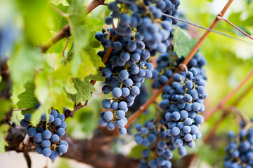 Fototapeta premium bunch of red wine grapes on the vine